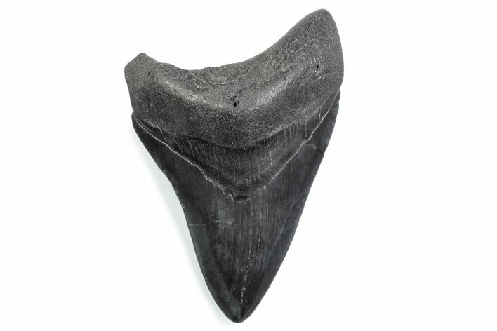 Fossil Megalodon Tooth - South Carolina #370476